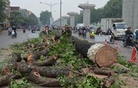 Vụ chặt hạ cây xanh ở Hà Nội: Xử nghiêm mới giữ được lòng tin