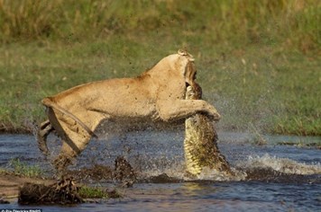 Cận cảnh cuộc chiến kinh hoàng, khốc liệt giữa cá sấu khổng lồ và bầy sư tử đói