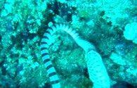 Hãi hùng rắn biển bất ngờ bị tê liệt vì cố nuốt chửng lươn