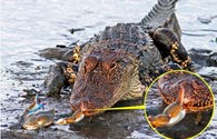 Cá sấu khổng lồ nhận thất bại đau đớn vì bị cua nhỏ bé cắp sưng miệng