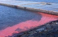 Bộ Tài nguyên Môi trường: Dải nước đỏ ở Hà Tĩnh là tảo nở hoa