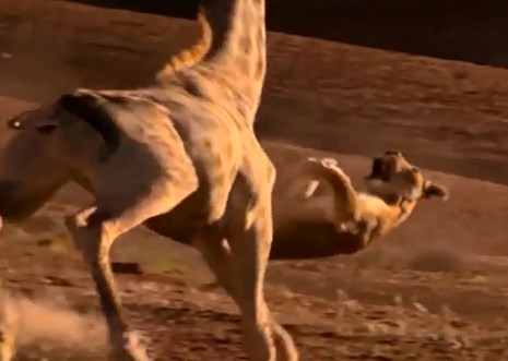 Video: Sư tử bị “knockout” trước đòn phản công dũng mãnh của hươu cao cổ