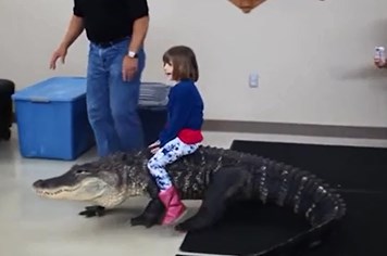 Video bé gái cưỡi cá sấu khiến người xem thót tim