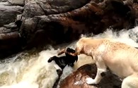 Xem cách chú chó cứu bạn khỏi dòng nước xiết