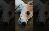 Clip cảm động về chú chó bị đầu độc, khóc trước khi vĩnh biệt chủ