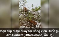 Video: Hổ “bẽ mặt” vì thích “thể hiện” leo cây bắt khỉ