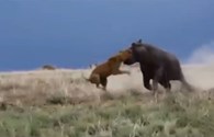 Video: “Trêu ngươi” hà mã, sư tử suýt mất mạng
