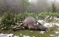 Nghệ An: Đã có 246 con trâu, bò bị chết do giá rét 