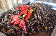 Giòn tan món ăn côn trùng Campuchia