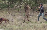 Giải cứu thú cưng, người đàn ông tung cú đấm khiến kangaroo choáng váng