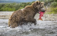 Ngoạn mục cảnh gấu mẹ săn cá hồi về cho đàn con