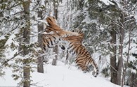 Cuộc đại chiến sinh tử của cặp hổ quý Siberia trong tuyết trắng