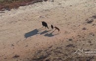 Chó hoang rượt đuổi kịch tính, giết chết lợn rừng