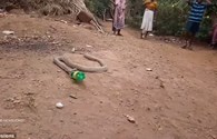Đáng sợ cảnh con rắn hổ mang vật vã “nôn” ra chai nhựa