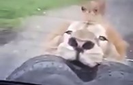 Du khách hoảng hồn vì sư tử tấn công ôtô