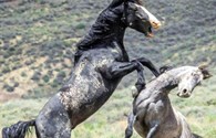 Kịch tính cuộc chiến sống mái giữa hai con ngựa hoang