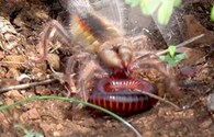Cận cảnh cuộc chiến sống còn giữa nhện hung dữ với con mồi “khủng“
