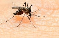 WHO họp khẩn cấp vì virus Zika đang lây lan ở mức báo động