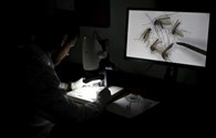 WHO: Mối liên kết giữa virus Zika và tật đầu nhỏ ngày càng cao