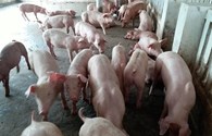 Giá lợn hơi vượt ngưỡng 42 nghìn đồng/kg, nhiều chủ trại vẫn “không gật”