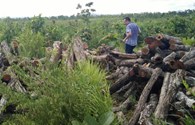 Đắk Lắk: Chuyển giao bất cập, hàng trăm hécta rừng bị tàn phá