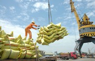  Xuất khẩu gạo: Giá bán không theo kịp giá mua