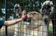 Hãi hùng cảnh sư tử “bao vây” du khách trong công viên