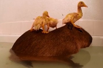 Chú chuột lang gây sốt khi cho 3 chú vịt cưỡi trên lưng
