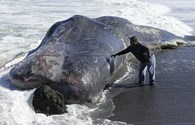 Rùng mình phát hiện “Quái vật biển” dài 15m bị mắc kẹt 