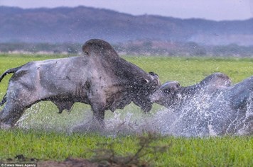 Hãi hùng cuộc chiến bảo vệ lãnh thổ khốc liệt của hai con bò hung dữ