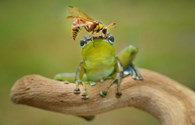 Khoảnh khắc đáng kinh ngạc giữa con ếch và chú ong bắp cầy