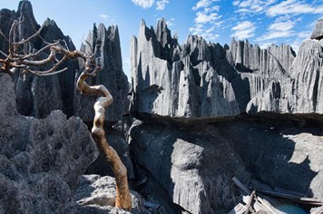 Trekking rừng đá Tsingy: Khung cảnh kỳ vĩ với những vỉa đá sắc như dao cạo