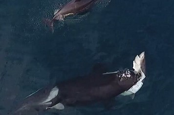 Bầy cá voi sát thủ đói mồi bủa vây, xé xác cá mập ăn thịt