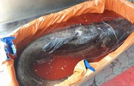 Cận cảnh cá lăng khủng quý hiếm "bơi" từ Campuchia về Hà Nội