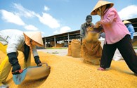 Nghe theo thương lái,  gạo Việt mất cơ hội xuất khẩu
