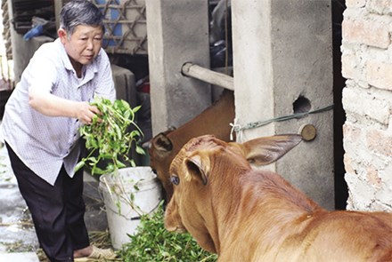 Ông Trần Văn Xuyên ở thôn Thanh Lâm, xã Hoàng Lương, huyện Hiệp Hòa vay 30 triệu đồng từ NHCSXH để chăn nuôi bò, mang lại giá trị kinh tế cao. (Ảnh: Thái Hòa)