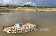 Hiện tượng cá chết trên hồ chứa thuỷ điện Pleikrong (Kontum) không phải do xả lũ