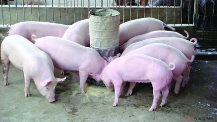 Phó Thủ tướng yêu cầu Bộ Công Thương kiểm soát tạm nhập tái xuất thịt lợn