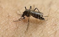 WHO cân nhắc tuyên bố virus Zika là vấn đề y tế khẩn cấp toàn cầu