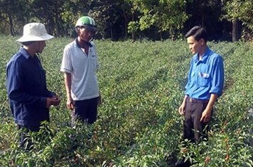 Kiên Giang: Thu nhập cao từ trồng ớt