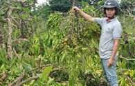Đắk Lắk: Thuê người chặt phá 445 cây càphê