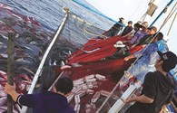 Ngư dân kể chuyện vây bắt đàn cá “khổng lồ” trị giá hơn 5 tỉ đồng