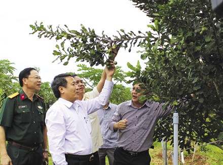 Cây mắc ca hơn 2 năm tuổi trồng ở huyện Hướng Hóa, tỉnh Quảng Trị đã cho trái. Ảnh: Hưng Thơ