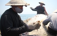Ngư dân 4 tỉnh miền Trung sẽ khai thác hải sản gần bờ
