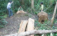UBND tỉnh Bình Định yêu cầu kiểm tra, xử lý vụ phá rừng Vĩnh Thạnh