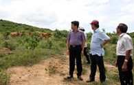 Dự án nông nghiệp 37 triệu USD tại Quảng Trị: Mắc-ca, bao giờ hết mắc?
