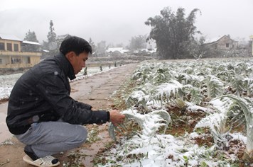 Mưa tuyết vùi lấp hàng tỷ đồng của nông dân