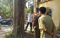 Khuất tất trong vụ mua bán cây sưa 24,5 tỉ đồng ở Bắc Ninh: Dân chờ một lời hứa đúng hẹn