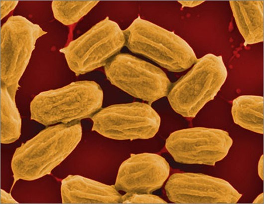 Bacillus subtilis​.