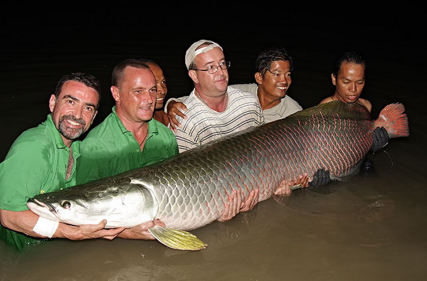 Cá thường chọn làm tổ dưới lớp bùn cát, tổ có đường kính vào khoảng 50 cm và sâu 15 cm. Cá pirarucu cũng có tập tính sinh sản giống như các loài cá rồng, tức là sau khi cá cái đẻ trứng vào tổ, cá đực sẽ thụ tinh rồi ngậm ấp trứng trong miệng suốt từ tháng thứ 1 cho đến tháng thứ 4, khi mùa mưa bắt đầu vào tháng 5, nước ở các ao hồ dâng cao cũng là lúc cá con nở và bắt đầu cuộc sống vào mùa nước lụt.